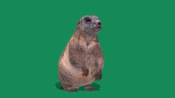 Groundhog Marmot (Lowpoly)