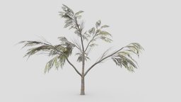 Eucalyptus Tree- 10
