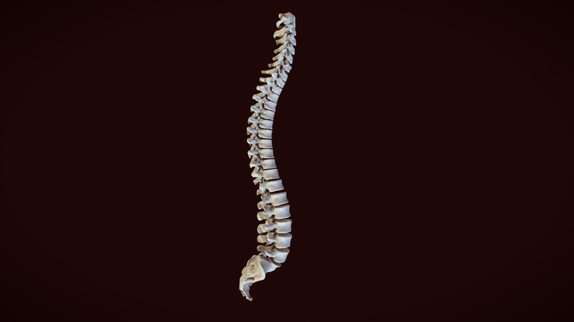 Spine - 3D model by Anatomy Next (@a4s) 3d model
