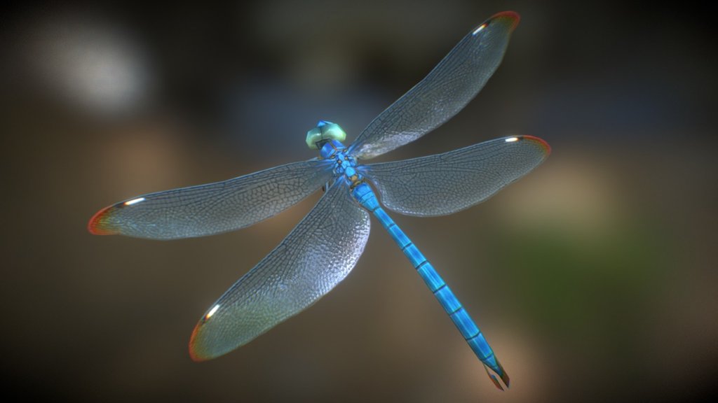 A dragonfly created via Maya and Photoshop, available on Turbo-Squid and CG-Trader 3d model