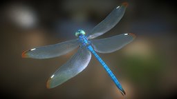 Dragonfly 02, Aqua insect, bug, dragonfly, wings, winged, invertebrate, low-poly, game, creature, animal