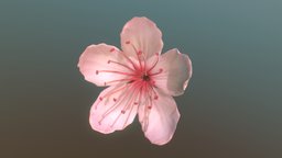 sakura symbol, flower, garden, cherry, beauty, spring, sakura, realistic, nature, floral, serenity, blossom, symbolism, botanical, delicate, petals, elegance, tranquility, 3d, model, textured, japanese