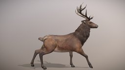 Red Deer Animated horns, red, forest, deer, wild, stag, reindeer, nature, scan3d, belgium, mobilegames, reindeer-creature, reindeer-and-christmas-tree, animal, animated, reddeer