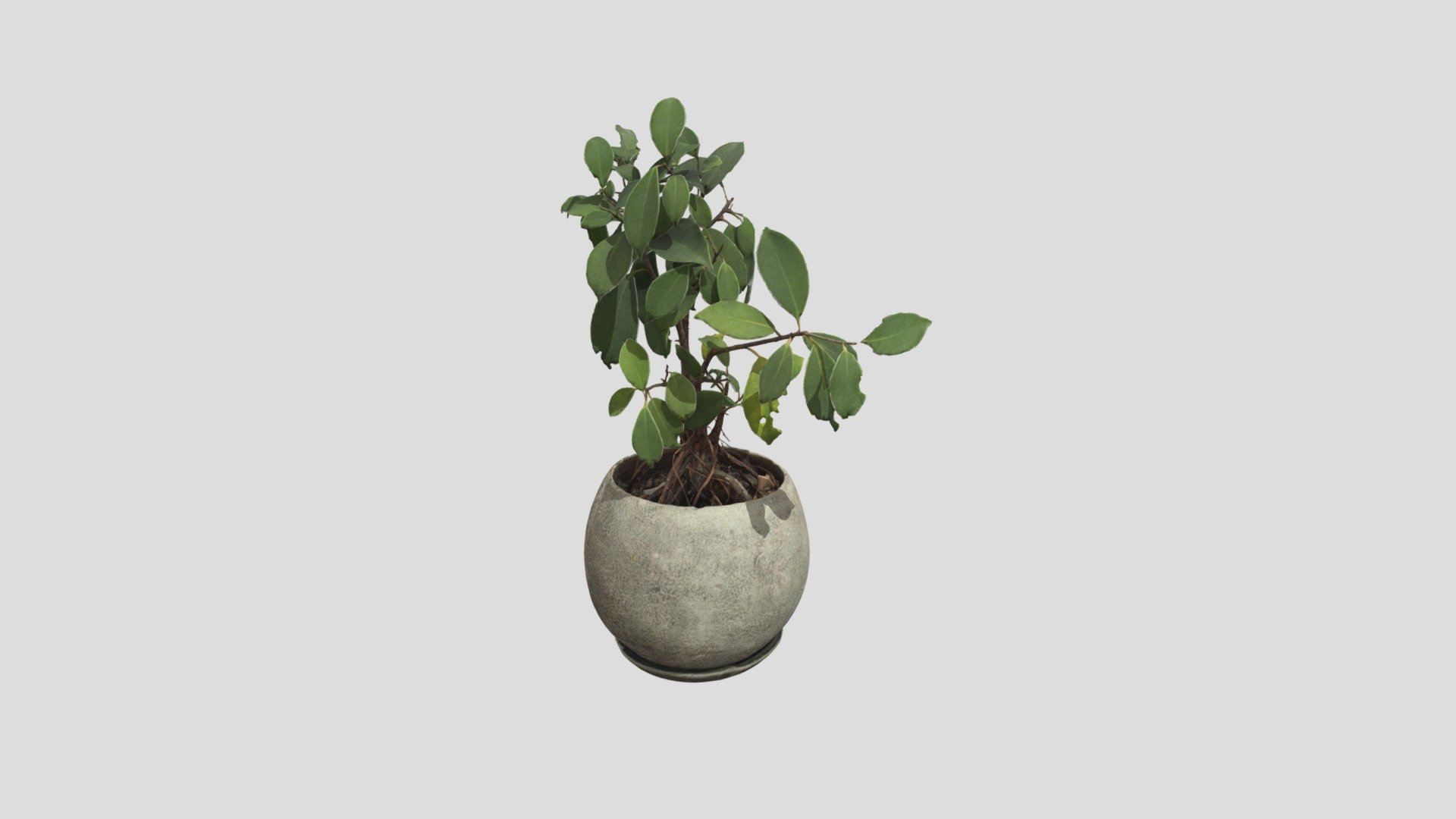 3D model of a planted tree.
Created by photogrammetry 3d model