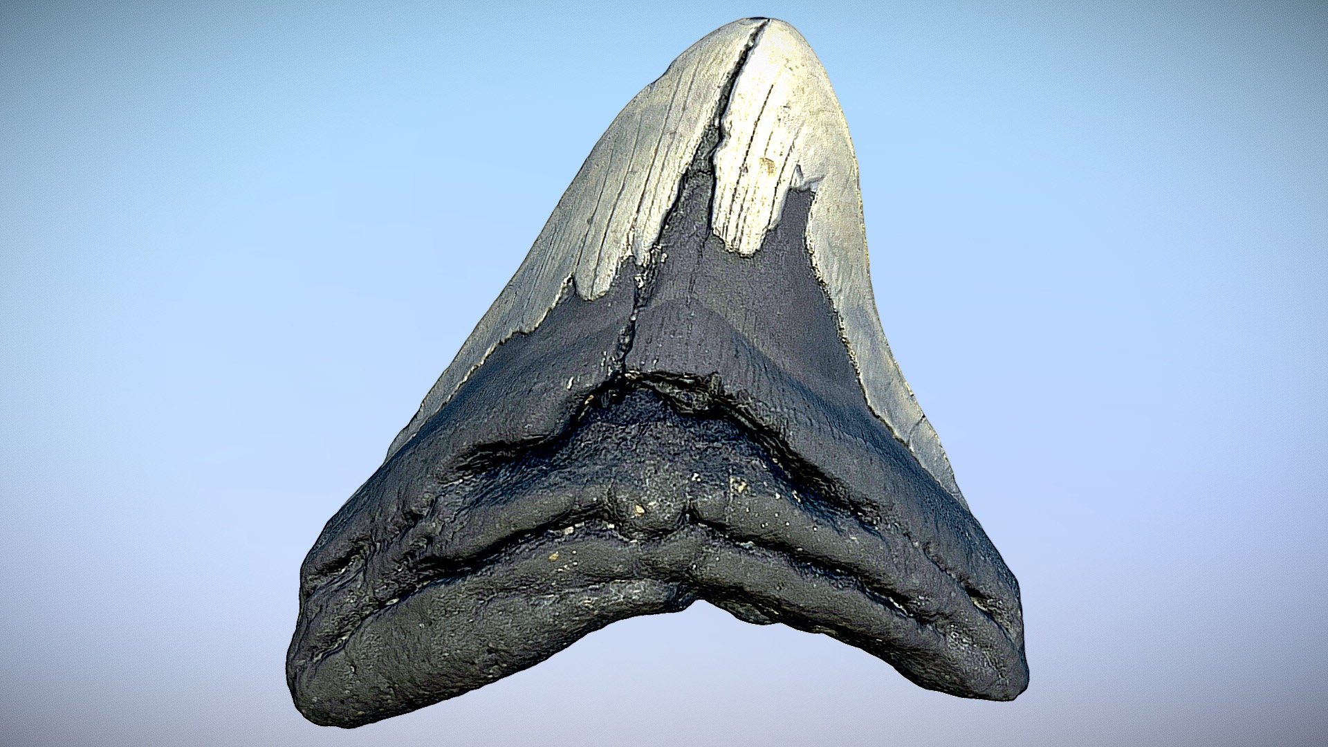 A photoscanned  Megalodon Fossil Shark Tooth.
Approximtely 5.67
