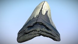 Megalodon Tooth_1
