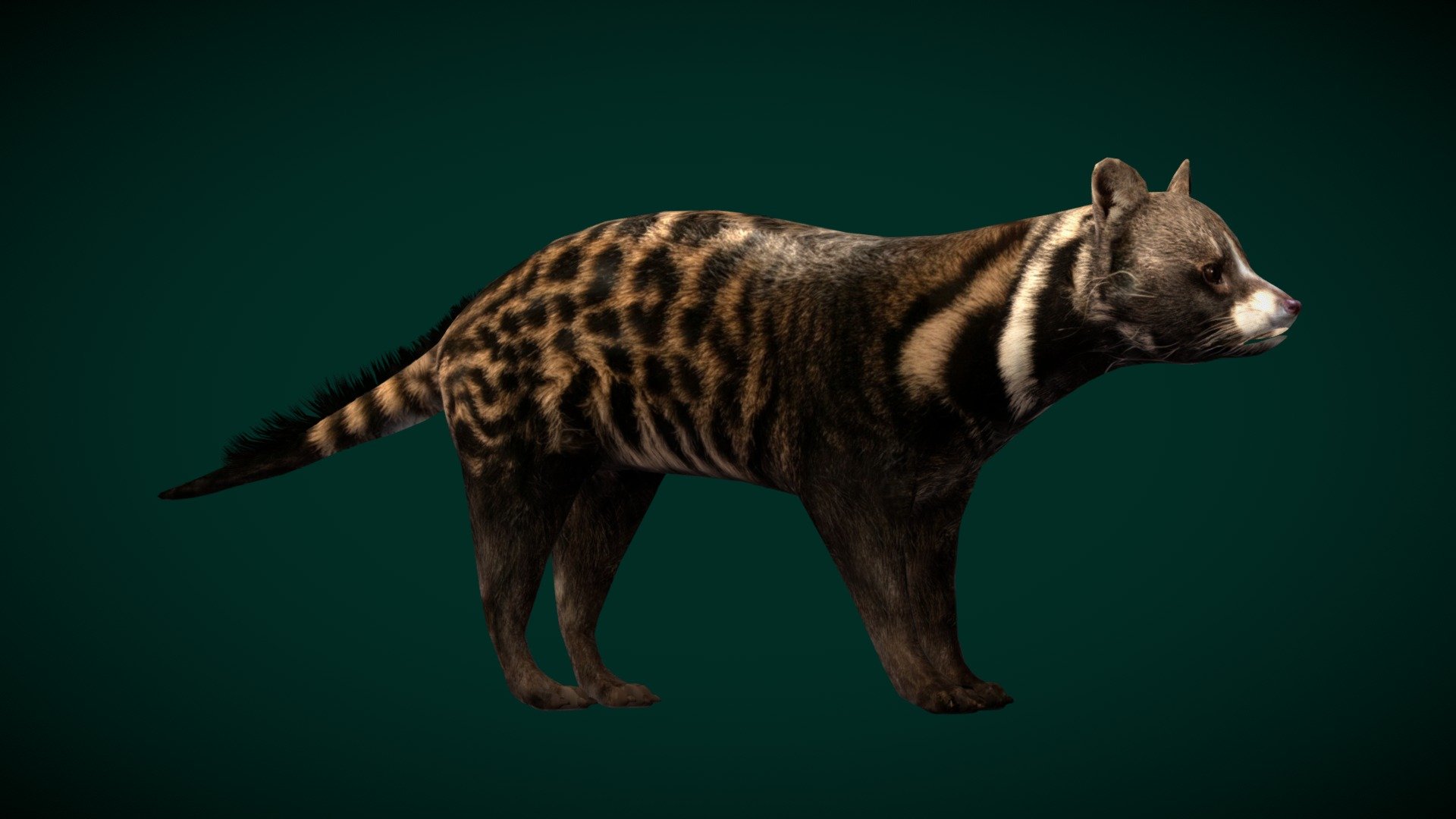 African Civet (Viverridae )Carnivora

Civettictis civetta australis Animals Mammal Safari North near Brainerd, Minnesota.

1 Draw Calls

Lowpoly

Game Ready Asset

Subdivision Surface Ready

12 - Animations

4K PBR Textures Material

Unreal FBX (Unreal 4,5 Plus)

Unity FBX

Blend File 3.6.5 LTS

USDZ File (AR Ready). Real Scale Dimension (Xcode ,Reality Composer, Keynote Ready)

Textures Files

GLB File (Unreal 5.1 Plus Native Support)


Gltf File ( Spark AR, Lens Studio(SnapChat) , Effector(Tiktok) , Spline, Play Canvas,Omiverse ) Compatible




Triangles -9154  



Faces -6204

Edges -12871

Vertices -7140

Diffuse, Metallic, Roughness , Normal Map ,Specular Map,AO

An African civet  at Safari North near Brainerd, Minnesota.
The African civet is a large viverrid native to sub-Saharan Africa, where it is considered common and widely distributed in woodlands and secondary forests. It is listed as Least Concern on the IUCN Red List since 2008 3d model