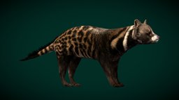 African Civet Animal (Lowpoly)