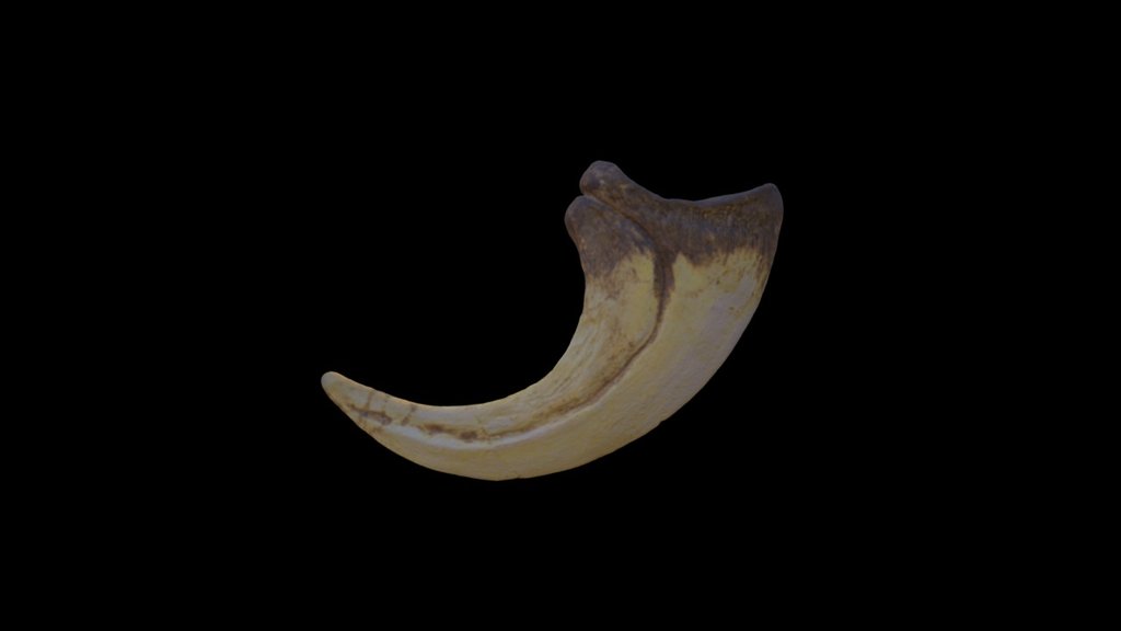A scan of a Deinonychus claw cast replica taken with the Artec Space Spider and processed and 0.2mm (half of max resolution) 3d model
