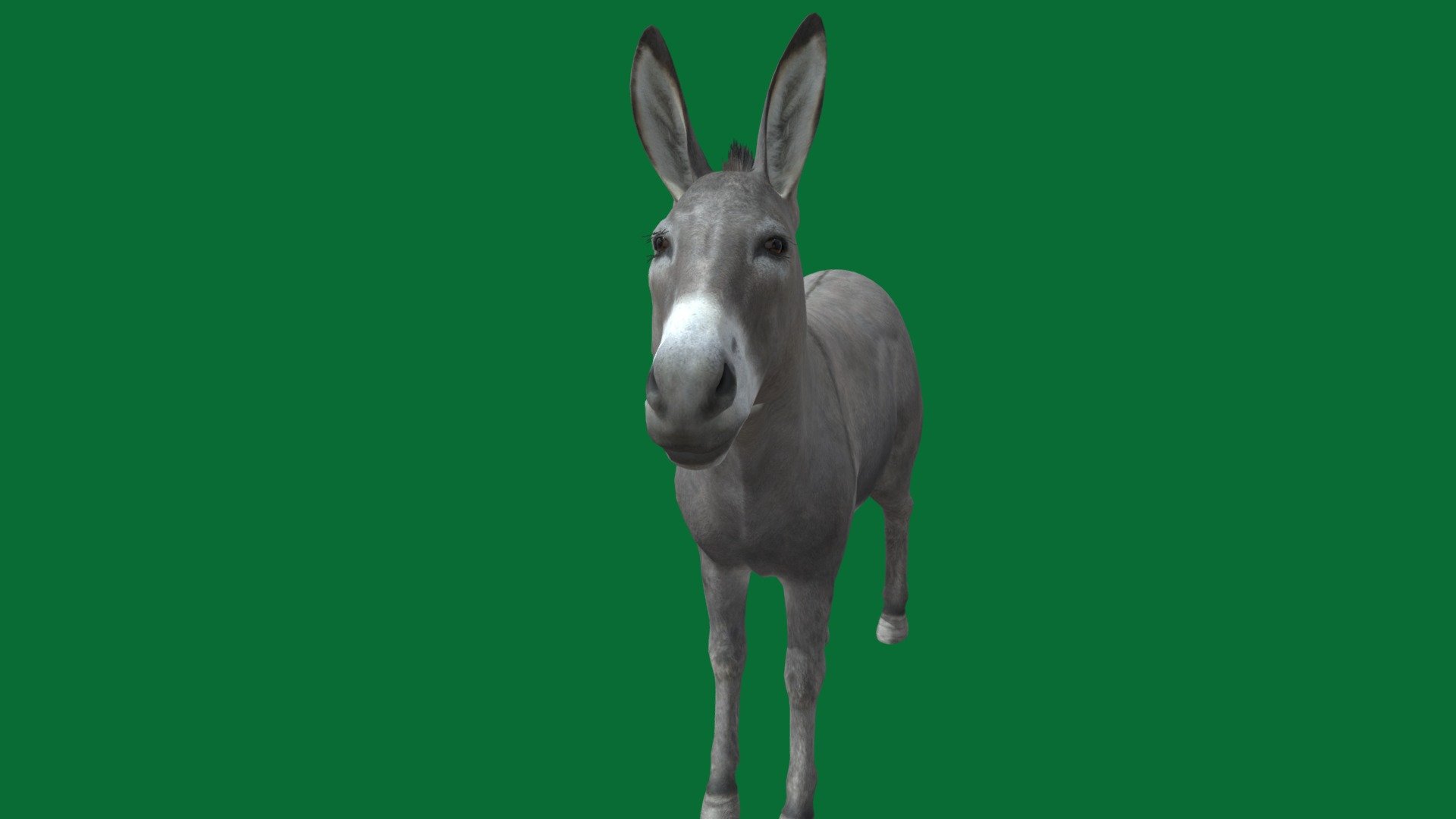 The donkey is a domesticated subspecies of the ass, and member of the horse family. It derives from the African wild ass, Equus africanus, and has been used as a working animal for at least 5000 years. Wikipedia
Family: Equidae
Phylum: Chordata
Order: Perissodactyla
Kingdom: Animalia


armyanmar #nyi
Sound 🔊 and custom animation 
Contact me for more at Facebook -


        
      
https://instagram.com/nyi_nyi_tun_burma_?r=nametag - Donkey - 3D model by Nyilonelycompany 3d model