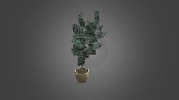 Eucalyptus Potted Tree tree, plants, vray, prop, accessories, pottedplant, eucalyptus, pottedtree, 3dsmax