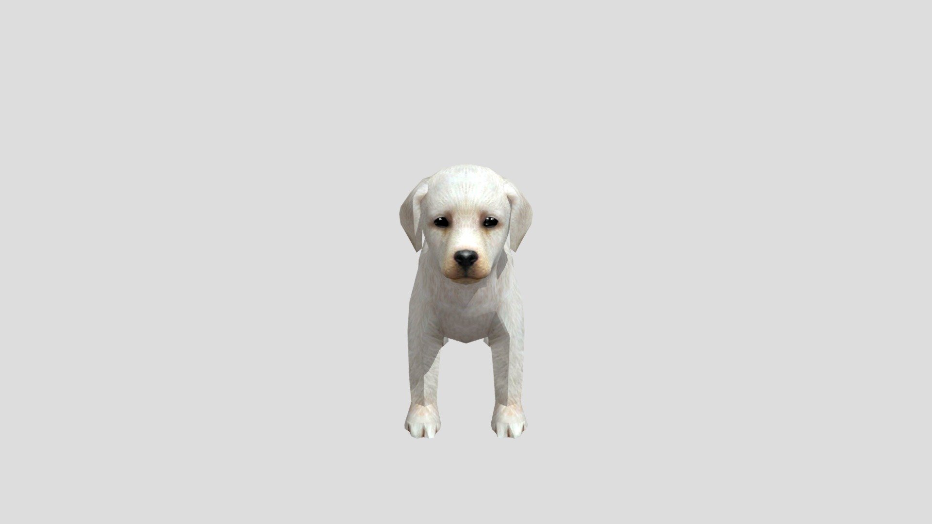 qwsdfdeswaqsdfghxcv - Labrador-retriever-puppy - Download Free 3D model by tewrwfwff 3d model