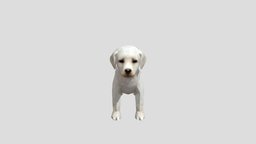 Labrador-retriever-puppy asdfgh, qawerftgyhgtfrde