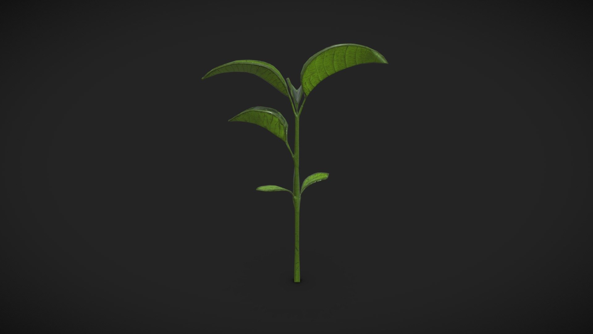 Tree Sapling I made for my diploma 3d model