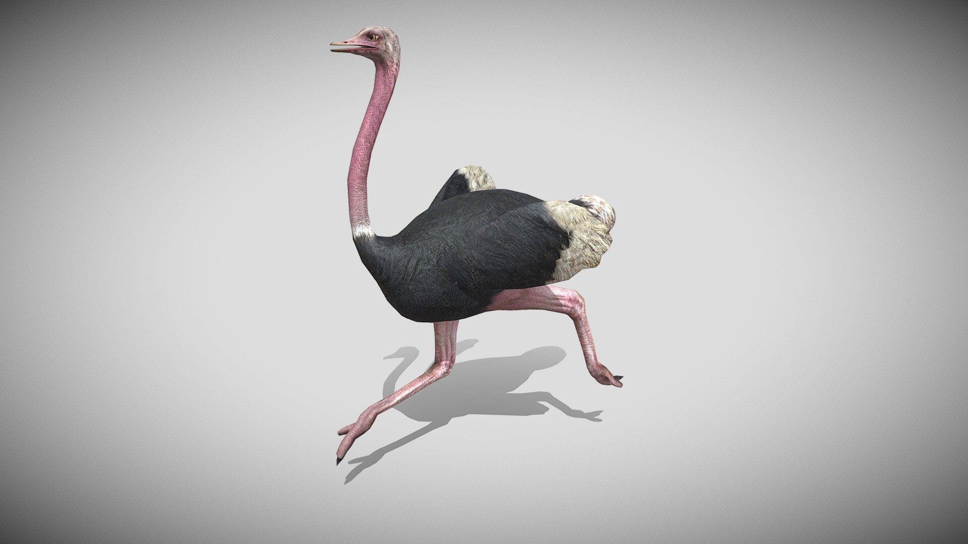 This is a 3d Ostrich bird with PBR textures and 21 different animations, with most of the animations you might need in a game. Efficiently modeled with only 3588 triangles 3d model