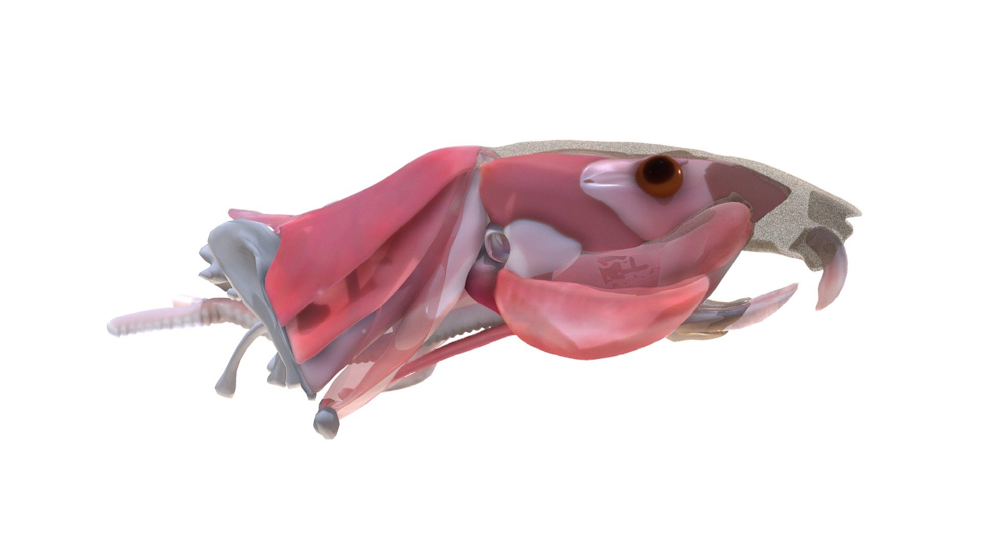 In this model the head and neck muscles of the rat 3d model
