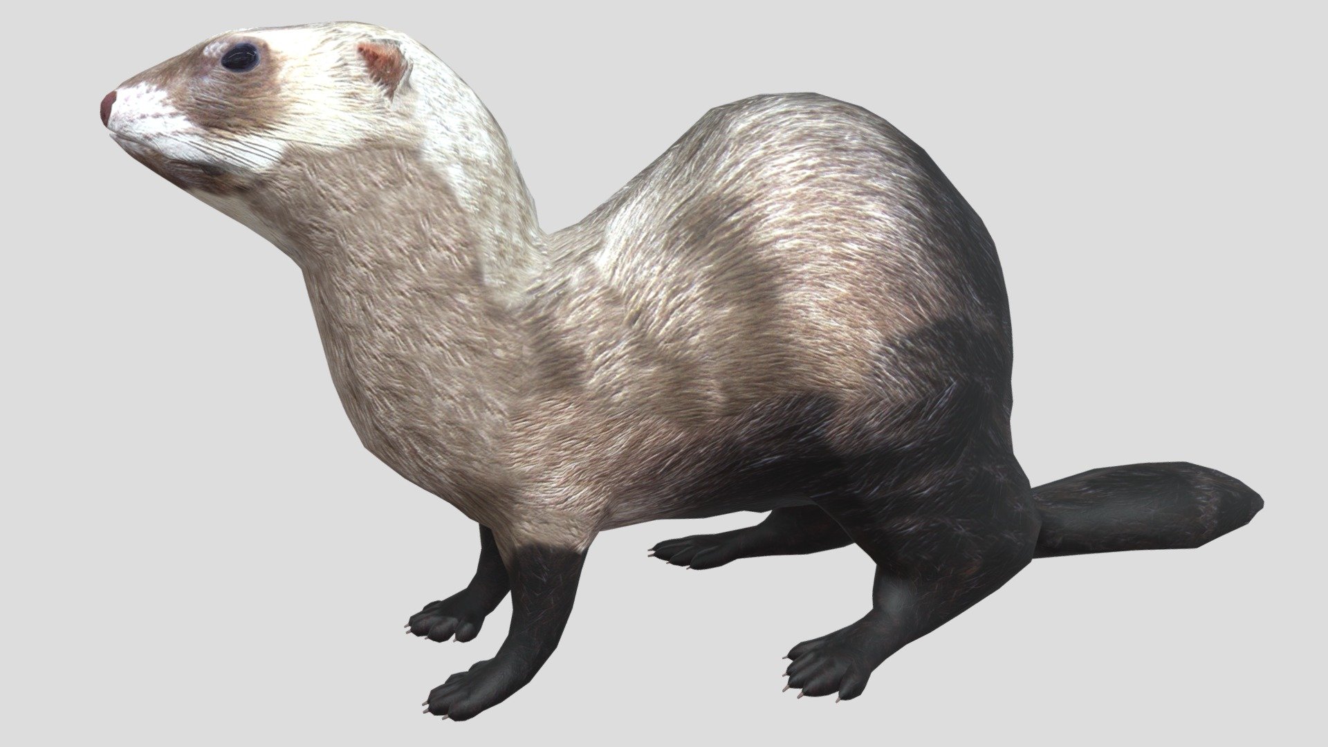 3d model of Ferret

Product includes:

3d objects - 1

Textures: Color,Roughness,Normal maps

Textures Size: 4096x4096pxls JPEGs

Formats available: blend, fbx, obj, dae - Ferret Blend - Buy Royalty Free 3D model by rmilushev 3d model