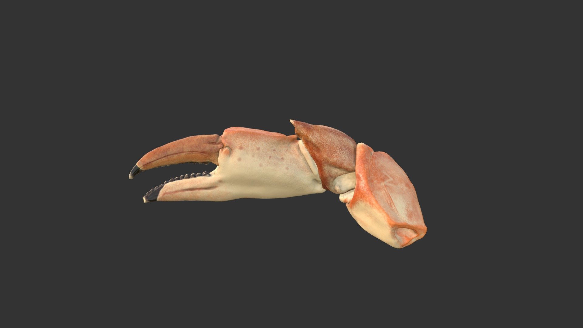 Personal work where I tried to capture a crab claw that I found on a beach - Crab Claw - 3D model by Kliefer 3d model