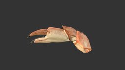 Crab Claw crab, claw, sealife, sea, sea-sealife