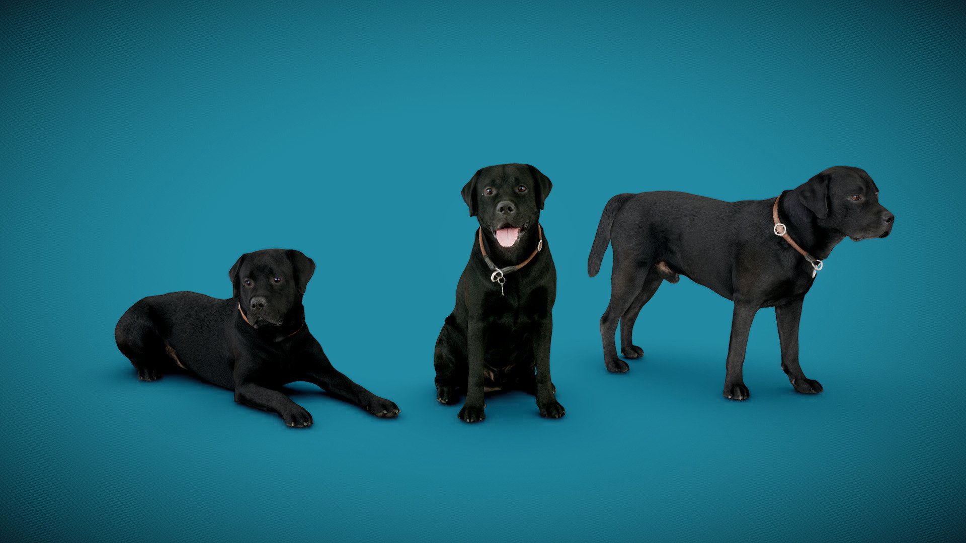 3d-dog-scans using photogrammetry technique; simplified polycount




three models à 20-50K triangles

4K DiffuseColorTextures

real scale

watertight

3d-ScanService: https://www.optimission.de - DOGs Three Pack A - 2of2 - Buy Royalty Free 3D model by Frank.Zwick (@Frank_Zwick) 3d model