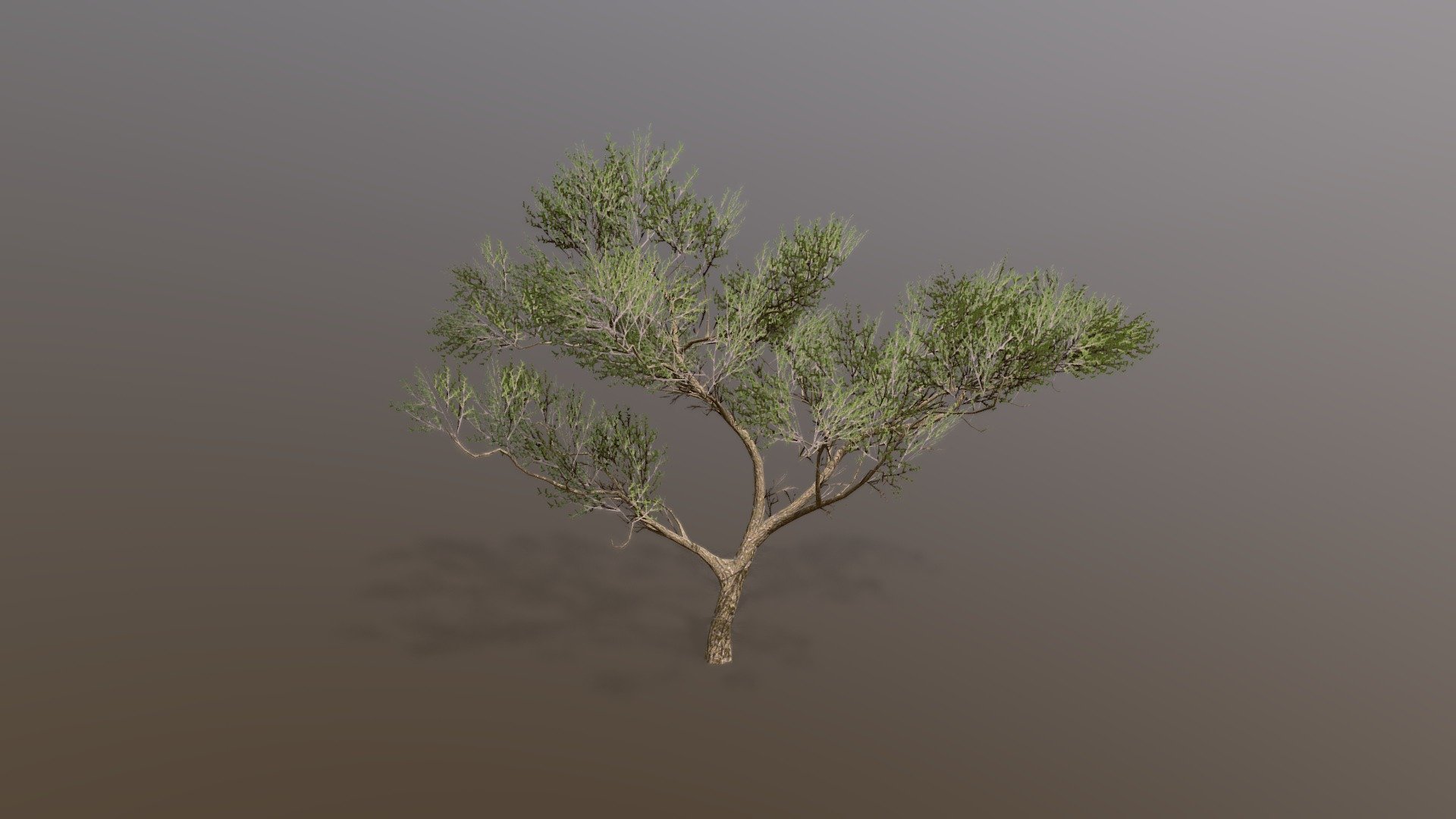 Acacia tree made in treeit 3d model