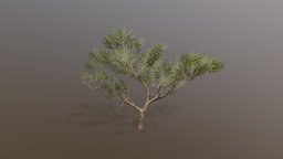 Acacia tree tree, free, treeit