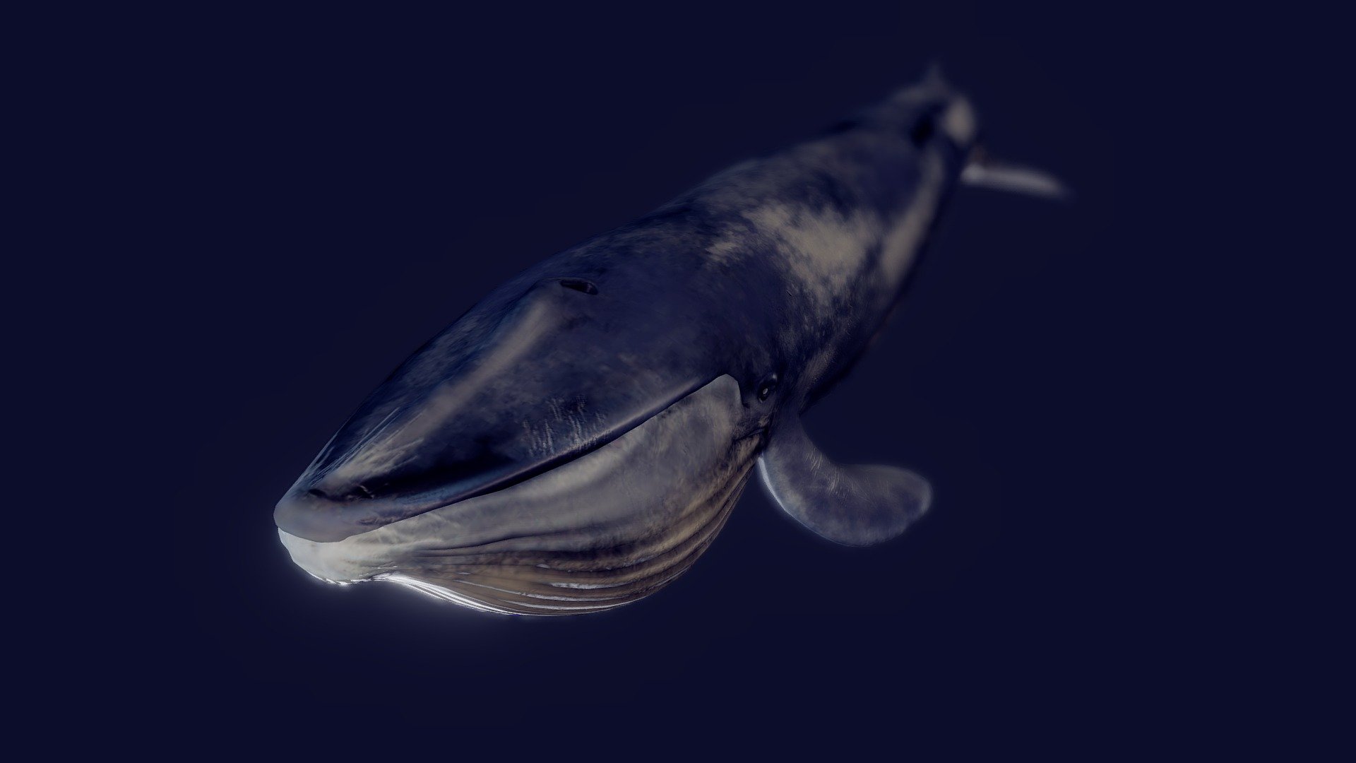 A Massive Glorious Blue whale modelled in blender and textured in adobe substance painter. Enjoy the model! - Blue Whale (Animated) - Buy Royalty Free 3D model by Zyleck 3d model