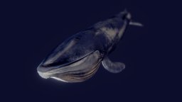 Blue Whale (Animated) ocean, whale, leviathan, high-quality, marine-life, bluewhale, creature, sea, marine-biology