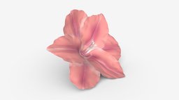 Lily artificial flower plant, flora, flower, gift, pink, leaf, lily, artificial, fake, colorful, petal, blossom, 3d, pbr