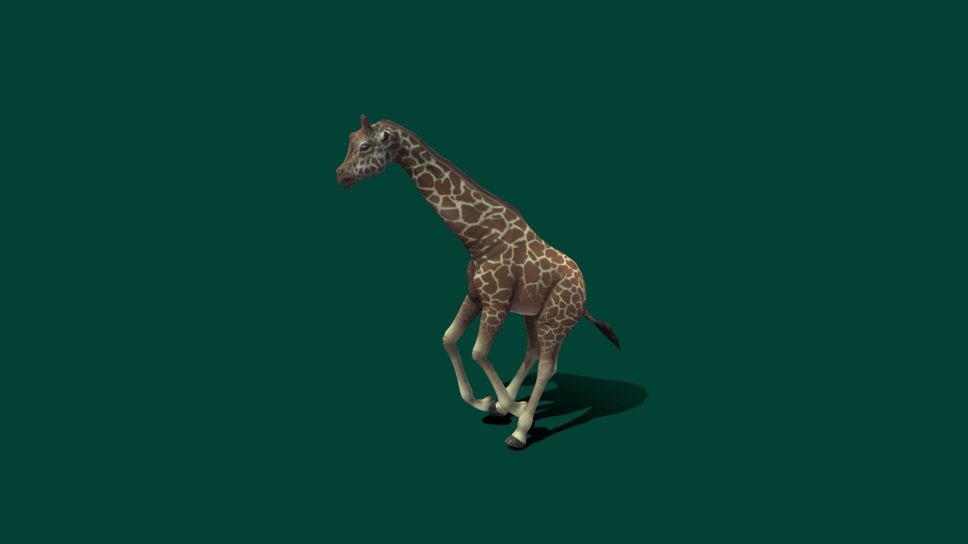 Giraffe Game Ready Low Poly
11x animationsunreal compatible  and 4K Texures 

Diffuse Color 
Metallic
Roughness
Normal Map 

idle 
idle 2 
idle to walk 
idle to run
drink 
drink start 
drink end
eat start
eat end
walk forward
canter forward

The giraffe is a large African hoofed mammal belonging to the genus Giraffa. It is the tallest living terrestrial animal and the largest ruminant on Earth. Traditionally, giraffes were thought to be one species, Giraffa camelopardalis, with nine subspecies 3d model