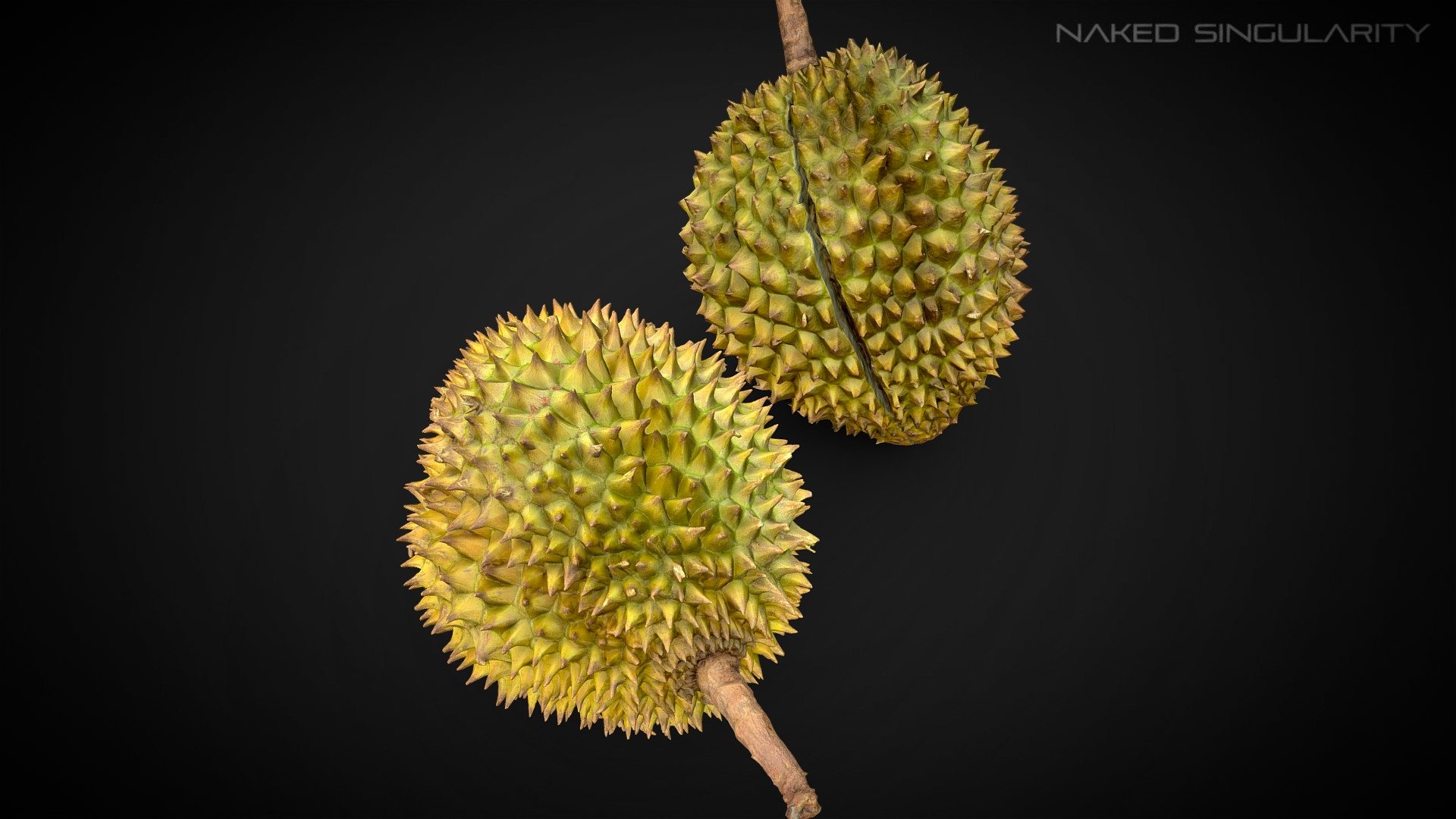3D Scan fruit - Durian photogrammetry 4K




High quality 3d scan / photogrammetry of a Durian (fruit).

4K Textures.

Include mid poly (17k tris) and high poly (358k tris) version.

Models have UV channel 2 unwrapped for lightmap in Unity and Unreal Engine.

Check out other fruit models here

Customer support: nakedsingularity.studio@gmail.com

Youtube

Facebook - 3D Scan fruit - Durian photogrammetry 4K - Buy Royalty Free 3D model by Naked Singularity Studio (@nakedsingularity) 3d model