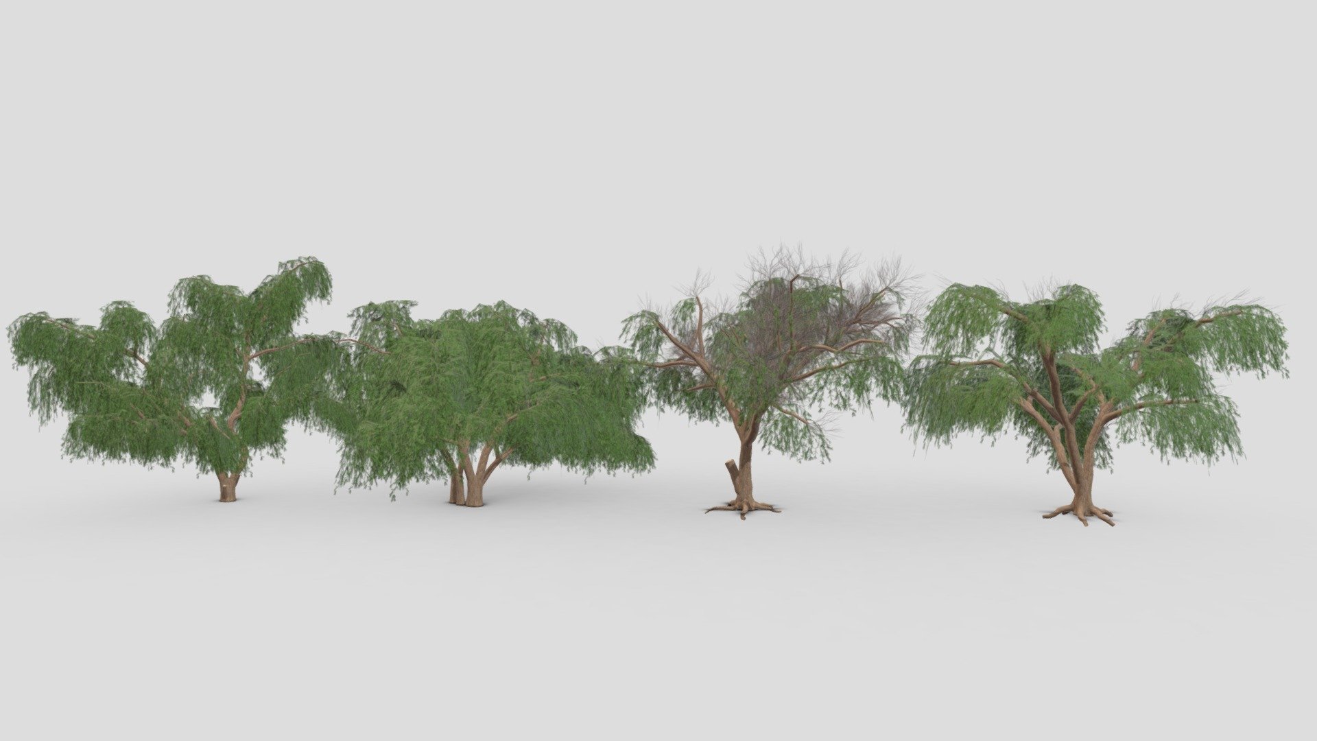 This is a low poly 3D Model collection of the Prosopis tree. This collection contains 4 3D Models of the Prosopis tree. I tried to provide you a low poly collection of the Prosopis Tree, you can use that in your projects 3d model