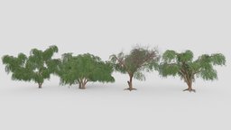 Prosopis Tree- Pack- 03 pack, collection, prosopis, 3d-prosopis, lowpoly-prosopis, 3d-prosopis-collection