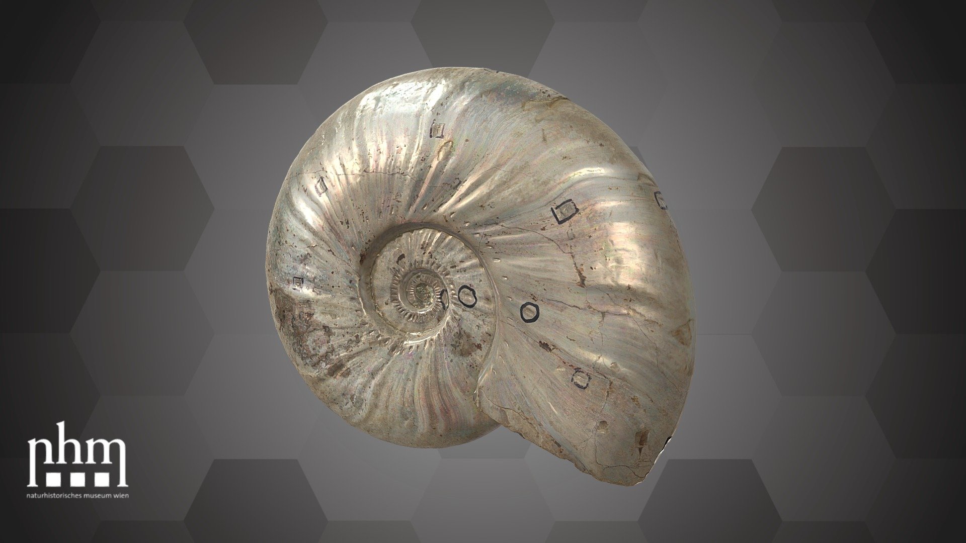 3D scan of a fossilized ammonite from the Lower Albian (Lower Cretaceous). The mother-of-pearl shell is still visible, which makes this piece special. This ammonite was found in Ambatolafia within the Mahajanga Basin in the northwest of Madagascar. Take a look at a 3D scan of a big block full of fossilized ammonites from the same location here. 

This fossil cannot be found in the exhibition of the NHM Vienna. Some other beautiful specimens of this kind can be found in Hall 8 of the NHM Vienna. 

Specimen: Aioloceras besairiei (Collingion, 1949)

Inventory number: NHMW-Geo 2021/0021/0001

Collection: Natural History Museum Vienna, Geology &amp; Palaeontology Dept., Mesozoic Coll. (curator: Alexander Lukeneder)

Find out more about the NHMW here.

Scanned and edited by Nikola Brodtmann (NHMW)

Scanner: Artec Space Spider. Infrastructure funded by the FFG 3d model