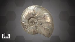 Madagascar Ammonite (NHMW-Geo 2021/0021/0001) 3dscanning, artec, museum, fossil, madagascar, mesozoic, vienna, ammonite, wien, nhmvienna, nhmw, naturhistorisches, motherofpearl