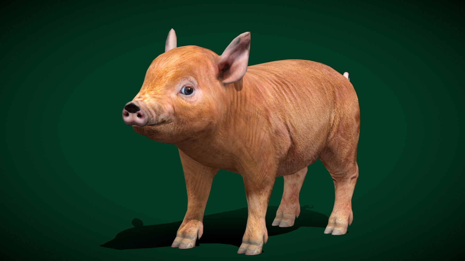 Miniature  Pig (Mini Pig) Pygmy Pig

Sus scrofa domesticus Pig Mammal (Teacup Pig )

1 Draw Calls

Gameready

8 Animations

4K PBR Textures Material

Unreal FBX

Unity FBX  

Blend File 

USDZ File (AR Ready). Real Scale Dimension

Textures Files

GLB File

Gltf File ( Spark AR, Lens Studio(SnapChat) , Effector(Tiktok) , Spline, Play Canvas ) Compatible



Triangles: 5008

Vertices: 2523



Diffuse , Metallic, Roughness , Normal Map ,Specular Map,AO

Miniature Pigs, also called mini pig, or Pygmy pig, or teacup pig, are small breeds of domestic pig. There a two types of mini pig: small traditional pig breed like the Vietnamese Pot-Bellied pig, the Choctaw hog and the Kunekune and even smaller newer breeds like Göttingen minipig and Juliana pig 3d model