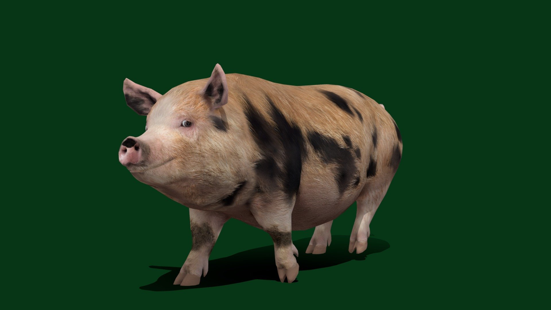 Domestic Pig (Oxford Sandy and Black )

Plum Pudding

Sus scrofa domesticus Pig Mammal (Oxford Forest pig)

1 Draw Calls

Gameready

13 Animations

4K PBR Textures Material

Unreal FBX

Unity FBX  

Blend File 

USDZ File (AR Ready). Real Scale Dimension

Textures Files

GLB File

Gltf File ( Spark AR, Lens Studio(SnapChat) , Effector(Tiktok) , Spline, Play Canvas ) Compatible



Triangles: 4978

Vertices: 2058

Diffuse , Metallic, Roughness , Normal Map ,Specular Map,AO

The Oxford Sandy and Black is a breed of domestic pig originating in Oxfordshire. Named for its colour, which is a base of sandy brown with black patches, the breed is also sometimes called the &ldquo;Plum Pudding