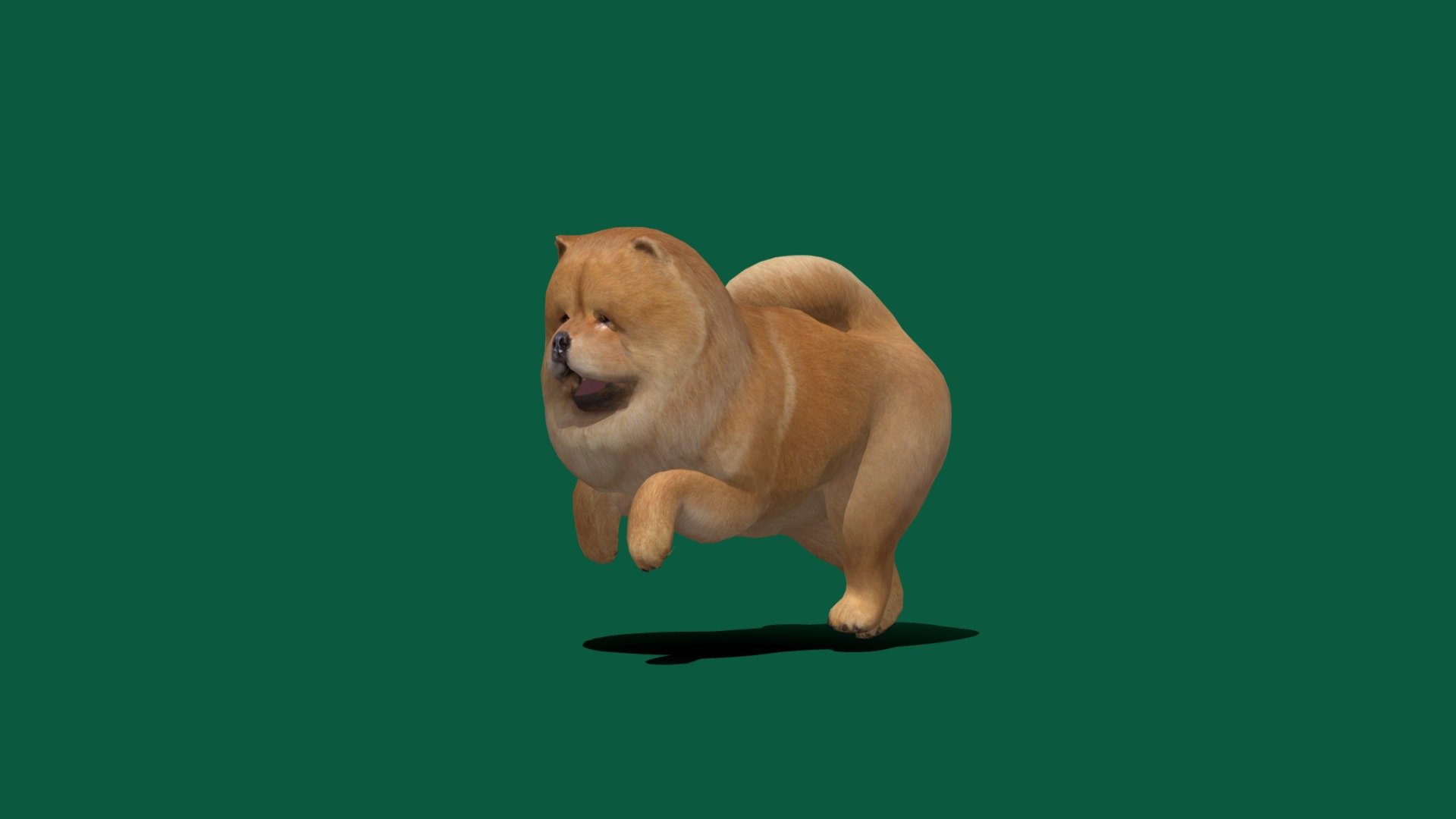 Chow Chow Dog Game Ready Lowpoly
4K PBR Material Textures
Diffuse ,Metallic ,Roughness,Spectular Tint, Normal Map.
5 Animations 


The Chow Chow is a spitz-type of dog breed originally from northern China. The Chow Chow is a sturdily built dog, square in profile, with a broad skull and small, triangular, erect ears with rounded tips. The breed is known for a very dense double coat that is either smooth or rough. Wikipedia
Temperament: Aloof, Loyal, Independent, Quiet
Life span: 9 – 15 years
Colors: Black, Blue, Fawn, Cream, Red
Height: Male: 48–56 cm, Female: 46–51 cm
Origin: China
Weight: Male: 25–32 kg, Female: 20–27 kg
China Kennel Union: standard - Chow Chow (LowPoly) - 3D model by Nyilonelycompany 3d model