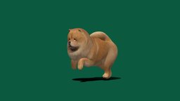 Chow Chow (LowPoly)