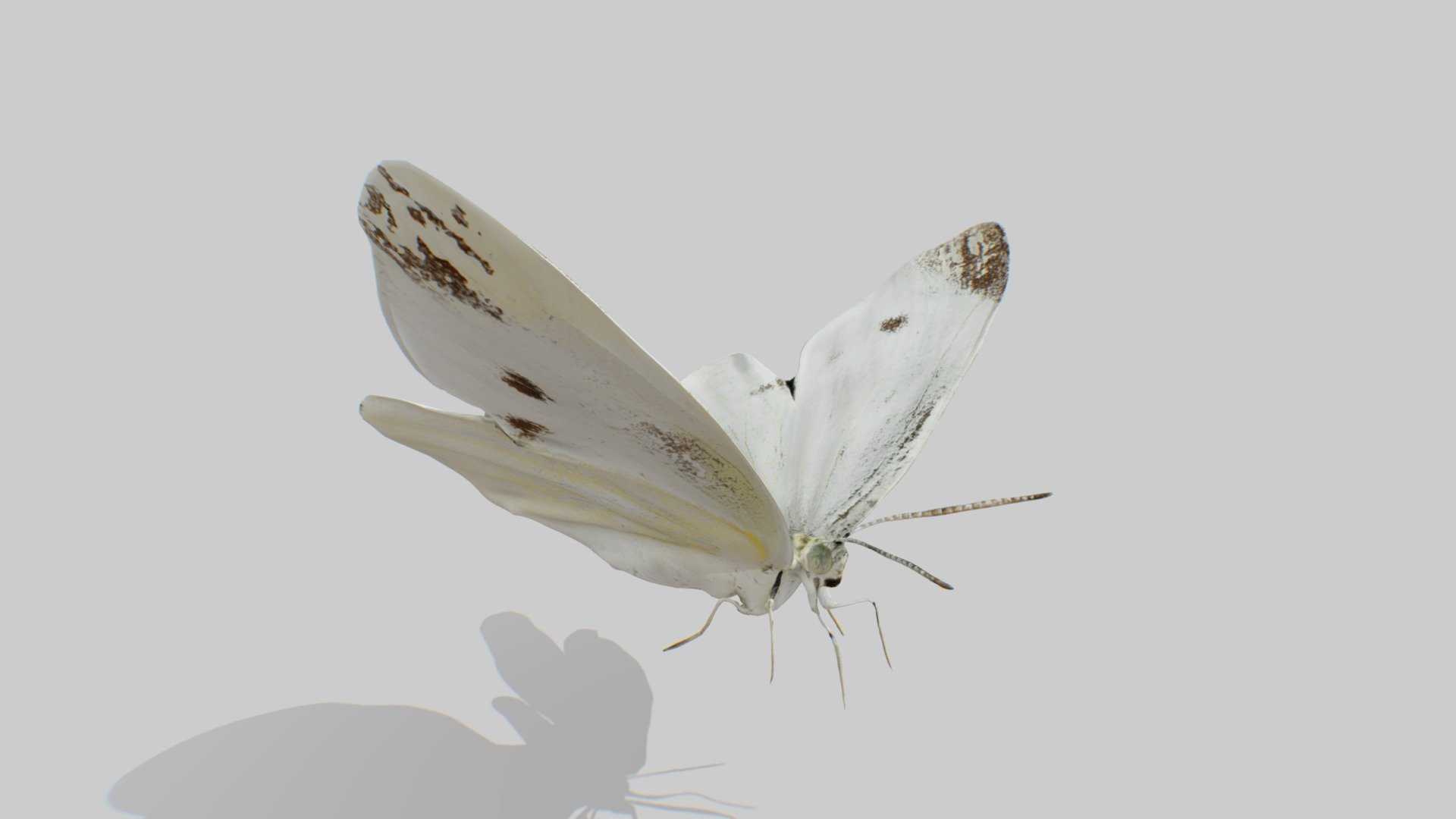 CC By 4.0
Uploaded by ffish.asia / floraZia.com: https://sketchfab.com/ffishAsia-and-floraZia
https://sketchfab.com/3d-models/small-white-pieris-rapae-73d3b1c6da524a3294d97e5010dab4da

UE4: 

Unity: - Butterfly 3 (JIP) - 3D model by bunnopen 3d model
