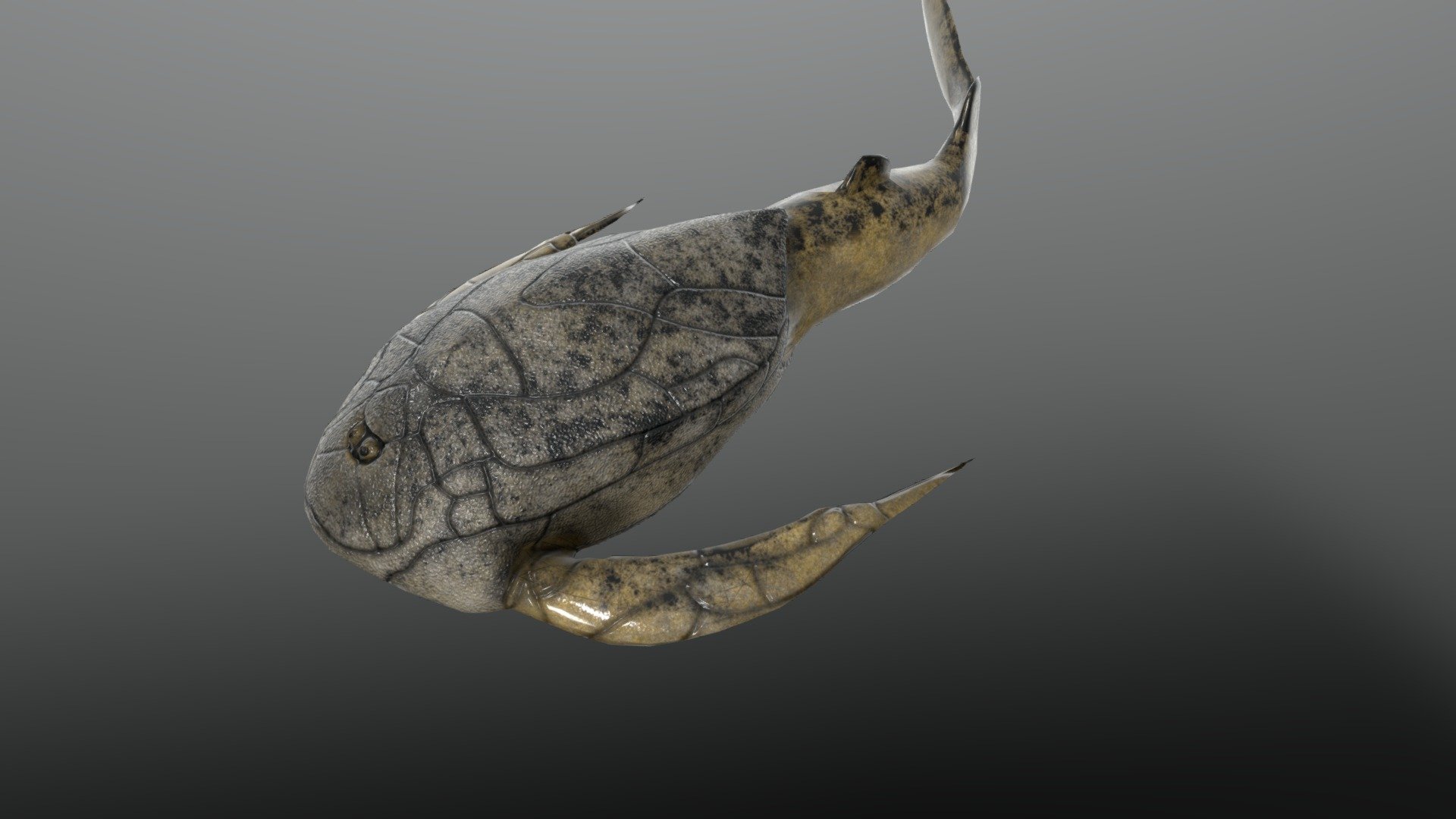 Bothriolepis canadensis was a placoderm fish, it lived during the Late Devonian almost everywhere there was water from sea to lakes 
The model was made in Blender, textured in Substance painter, the shell pattern was made in Substance Designer to resemble the the one from fossils
I am planing to improve the model and ad more animations - Bothriolepis canadensis - 3D model by Paleobiome 3d model