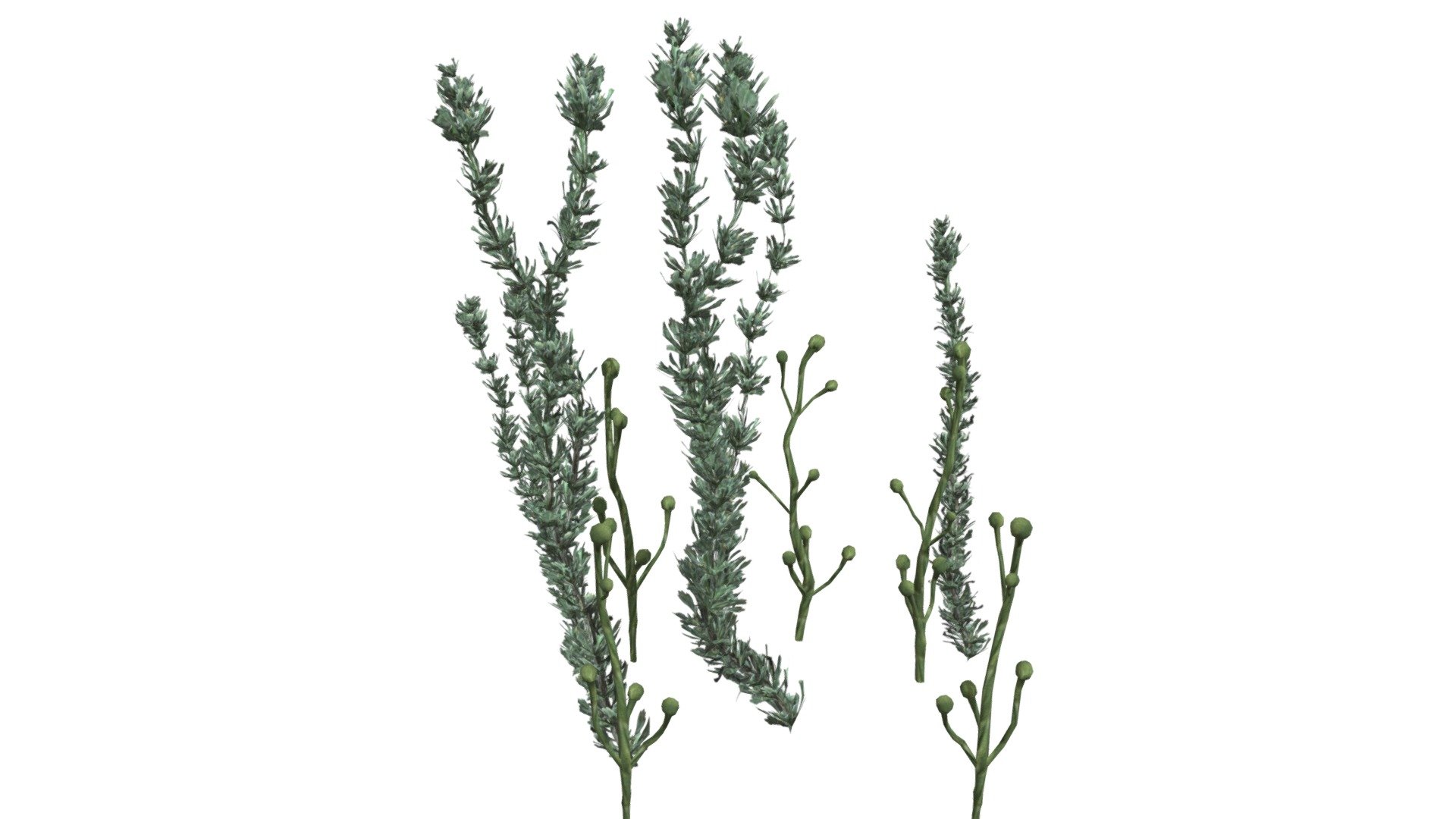 This 3D model of the Pond Weed Plant is a highly detailed and photorealistic option suitable for architectural, landscaping, and video game projects. The model is designed with carefully crafted textures that mimic the natural beauty of a real Pond Weed Plant. Its versatility allows it to bring a touch of realism to any project, whether it’s a small architectural rendering or a large-scale landscape design. Additionally, the model is optimized for performance and features efficient UV mapping. This photorealistic 3D model is the perfect solution for architects, landscapers, and game developers who want to enhance the visual experience of their project with a highly detailed, photorealistic Pond Weed Plant 3d model