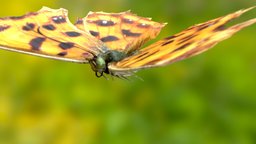 Polygonia c-aureum butterfly, insects