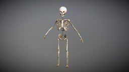 Skeleton skeleton, substancepainter, free