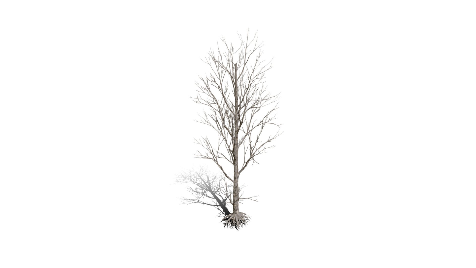 Model specs:





Species Latin name: Populus nigra




Species Common name: Black poplar




Preset name: Dead mat 75




Maturity stage: Mature




Health stage: Dead




Season stage: Winter




Height: 23.7 meters




LODs included: Yes




Mesh type: static




Vertex colors: (R) Material blending, (A) Ambient occlusion



Better used for Hi Poly workflows!

Species description:





Region: Europe,Asia,Africa,Middle East




Biomes: Forest,Wetland




Climatic Zones: Cold temperate,Warm temperate,Mediterranean




Plant type: Broadleaf tree



This PlantCatalog mesh was exported at 40% of its maximum mesh resolution. With the full PlantCatalog, customize hundreds of procedural models + apply wind animations + convert to native shaders and a lot more: https://info.e-onsoftware.com/plantcatalog/ - Realistic HD Black poplar (64/105) - Buy Royalty Free 3D model by PlantCatalog 3d model