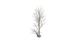 Realistic HD Black poplar (64/105) trees, tree, plant, forest, plants, africa, asia, vegetation, outdoor, foliage, nature, europe, middle-east, wetland, vegetations, broadleaf-tree