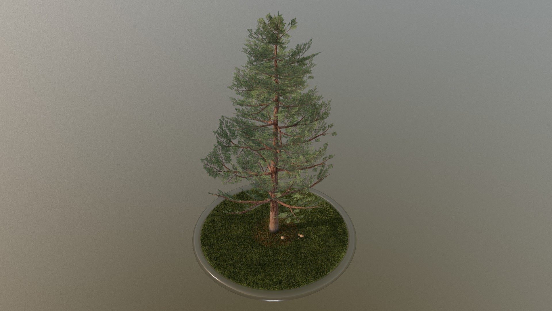 Here is a 12 meter high pine tree





Textures(4k):

-Color map

-Normal map



Here on Sketchfab you can see and purchase some of our 3d-models which we are using in our projects for VIS-All.

This model was created by 3DHaupt for the Software-Service John GmbH

The model was created in Blender-3d - Pine Tree - 12 Meter - Buy Royalty Free 3D model by VIS-All-3D (@VIS-All) 3d model