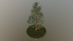 Pine Tree tree, plant, terrain, pine, evergreen, vegetation, nature, game-ready, spruce, blender-3d, vis-all-3d, 3dhaupt, software-service-john-gmbh, low-poly
