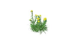 Yellow Pincushion Flower