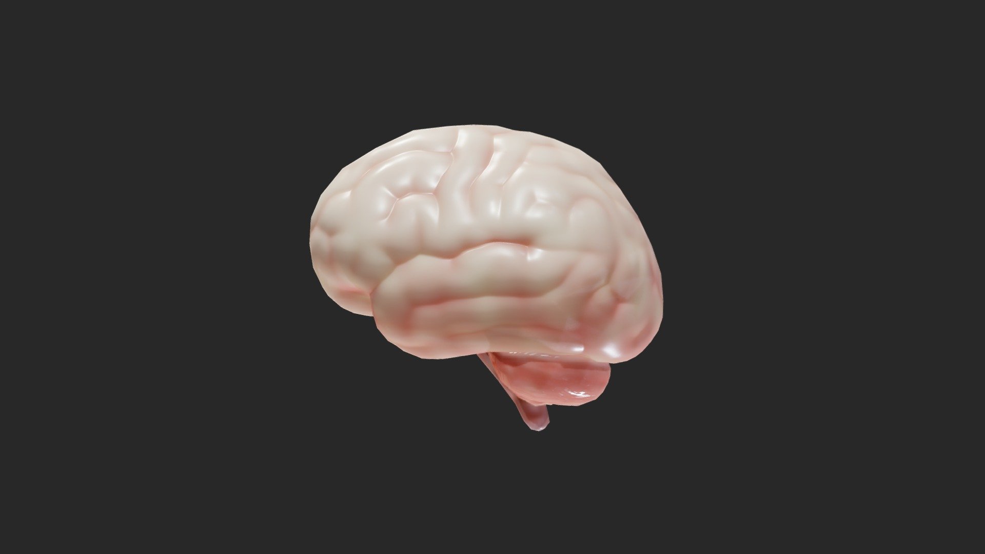 Originally modeled in Cinema 4D R 21 and Zbrush 2020



Maps for Human Brain




BaseColor

Metallic

Roughness

Normal

AO



SCALE:
- Model at world center and real scale:
       Metric in centimeter
       1 unit = 1 centimeter



Texture resolution 2048x2048
Texture format PNG



Poly Count :
Polygon Count - 2882
Vertex Count - 5752
No N-Gons - Human Brain - Buy Royalty Free 3D model by zames1992 3d model
